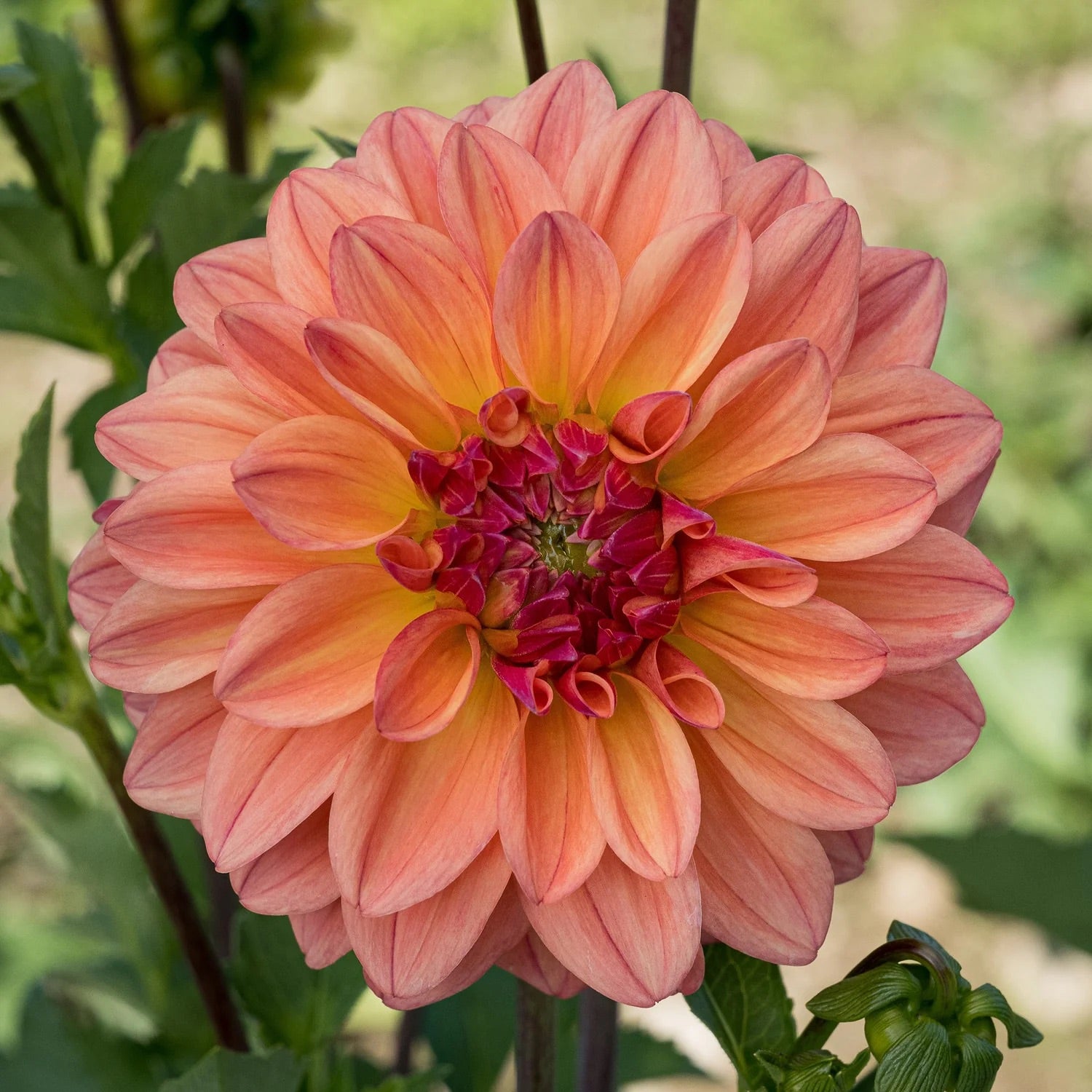 Ferncliff Copper – One Acre Flower Farm
