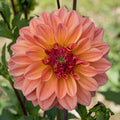 Ferncliff Copper